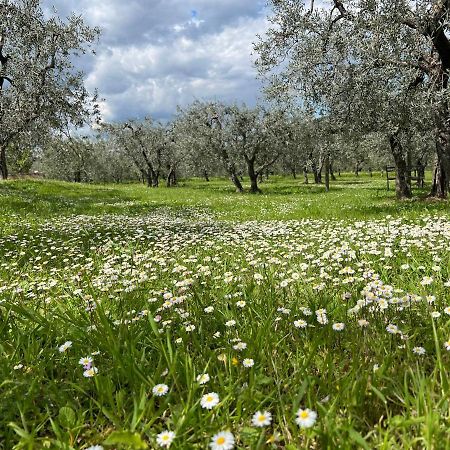 La Casa Di Demetra. Un Paradiso Tra Gli Olivi. Монтеккьо Экстерьер фото